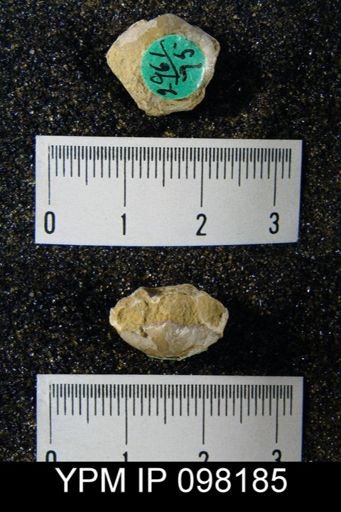 Gypidula roemeri simplex