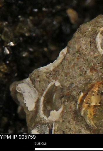 undet. Mollusca