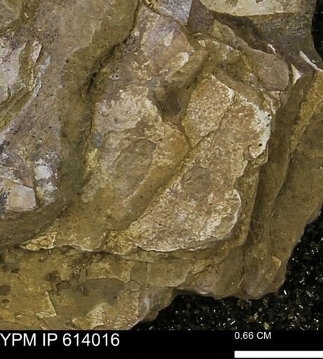 undet. Mollusca