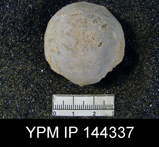 Oldhamina decipiens