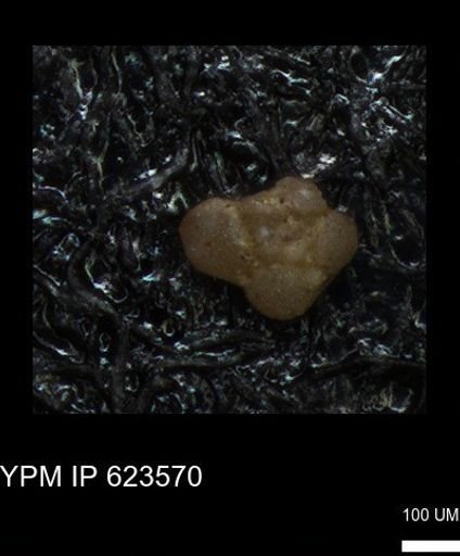 undet. Foraminiferida