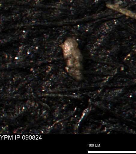 Bimonilina variana