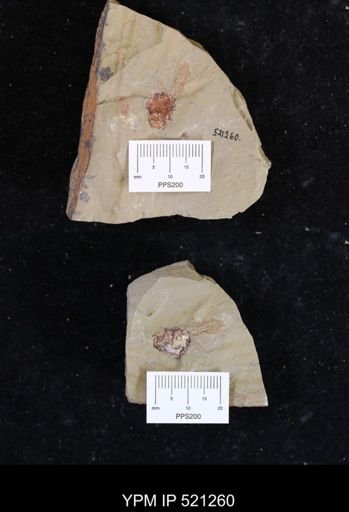 Eocrinoidea?
