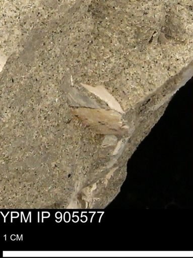 undet. Mollusca