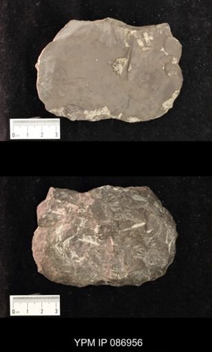 Litoceras sp.