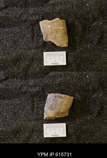Baculites sp.