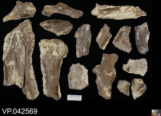 Ichthyodectes? ctenodon