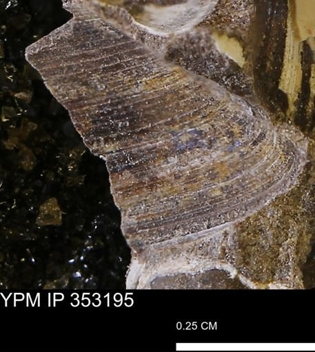 Limopsis striatopunctatus