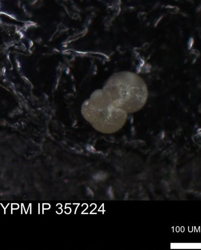 undet. Foraminiferida