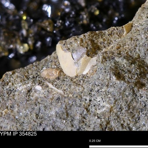 undet. Ammonoidea