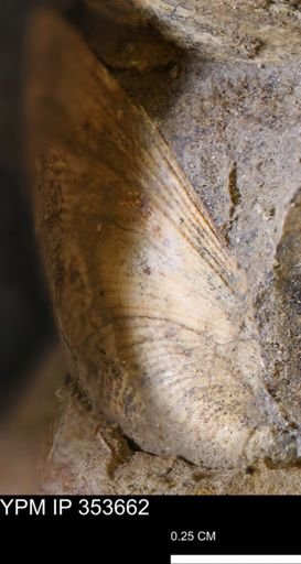 Limopsis striatopunctatus
