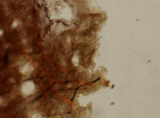 cf. Polyfibrospongia