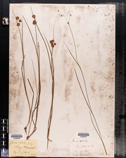 Juncus debilis