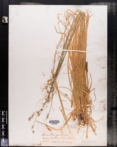 Carex deweyana