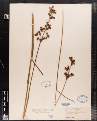 Juncus canadensis