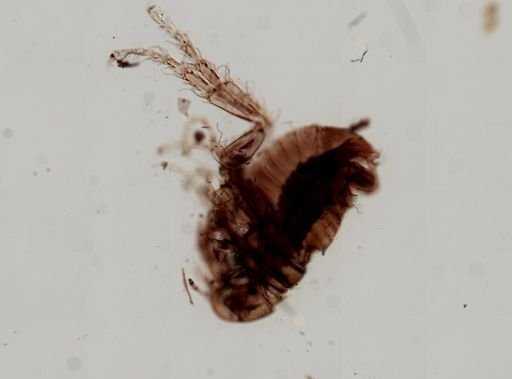 Pulex irritans