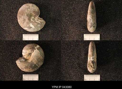 Hoploscaphites nicolletii