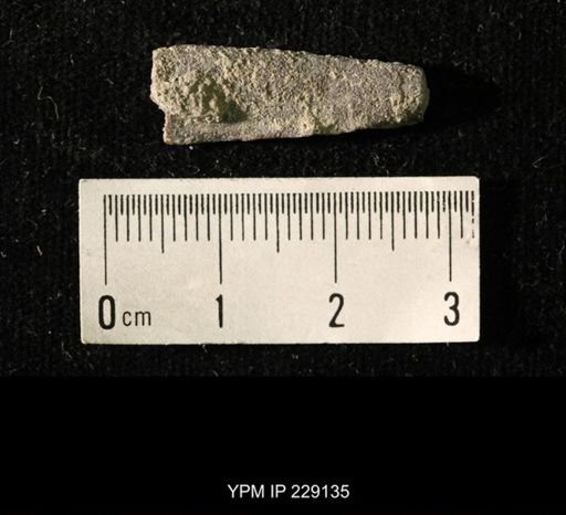 Pseudorthoceras knoxense