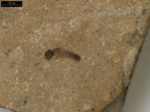 undet. Diptera