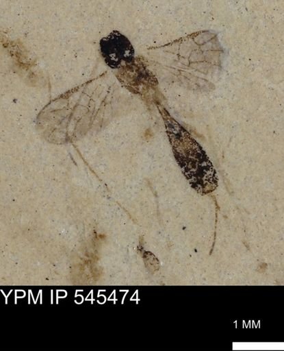 Ichneumonoidea?
