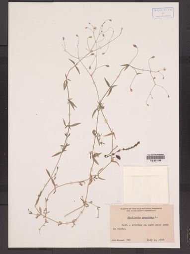 Stellaria graminea