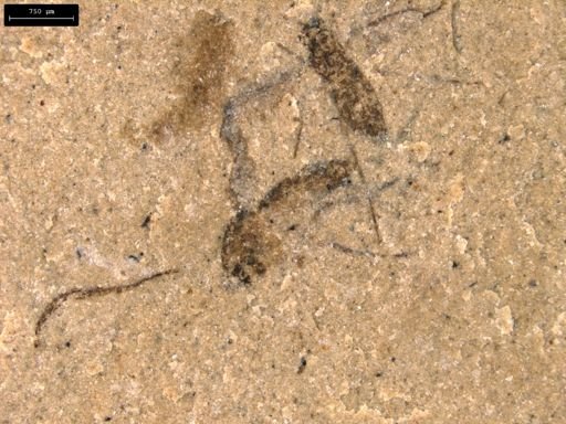 taxon undetermined