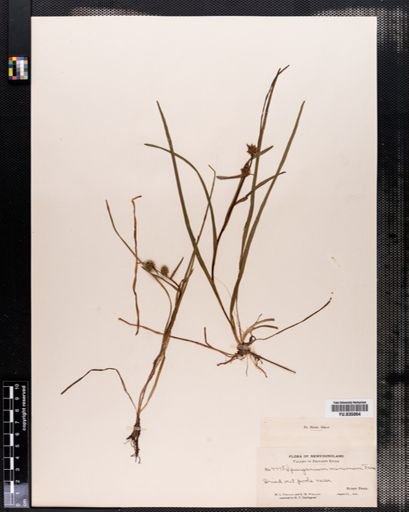 Sparganium minimum
