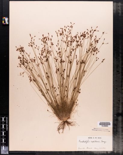 Bulbostylis capillaris