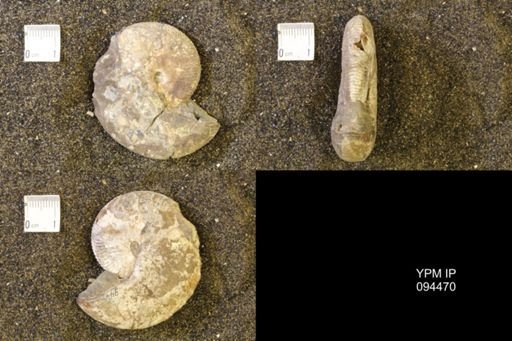 Hoploscaphites comprimus