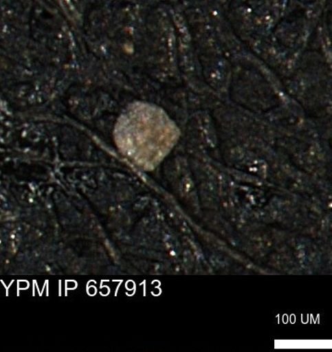 undet. Foraminiferida