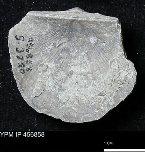 Stropheodonta sp.