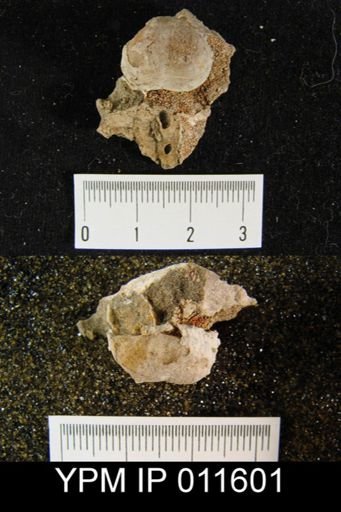 Avonia subhorrida rugatula