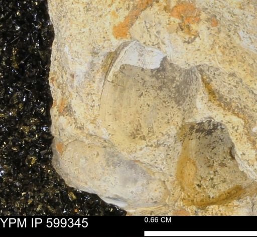 Protocardia subquadrata
