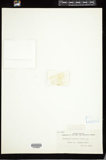 Tetraspora lubrica