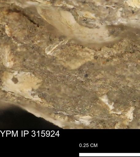 undet. Mollusca