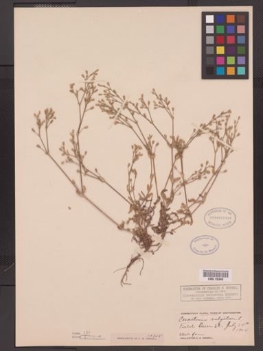 Cerastium vulgatum