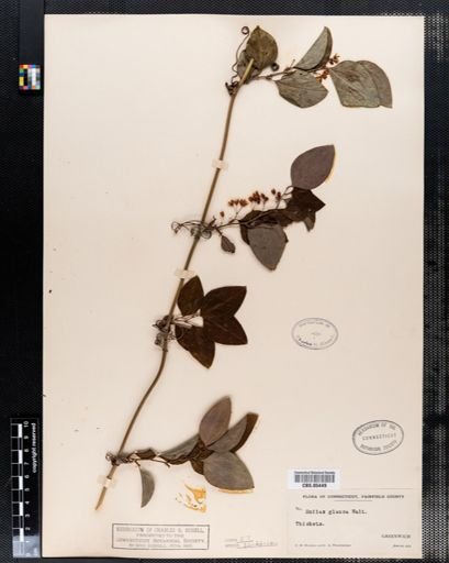 Smilax glauca