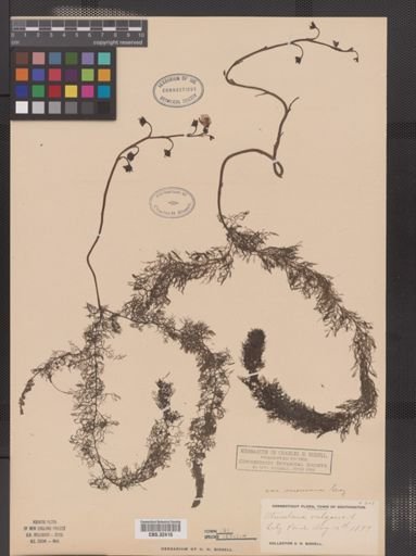 Utricularia vulgaris