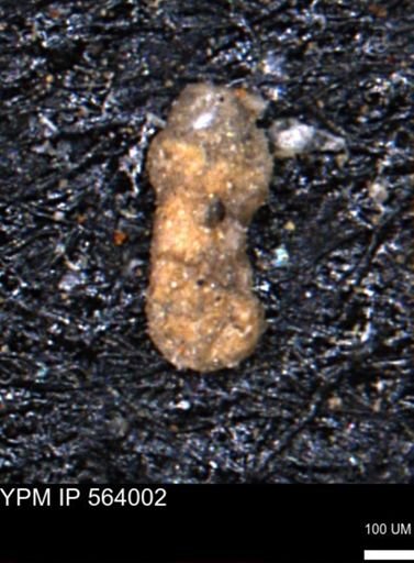 Ammobaculites euides