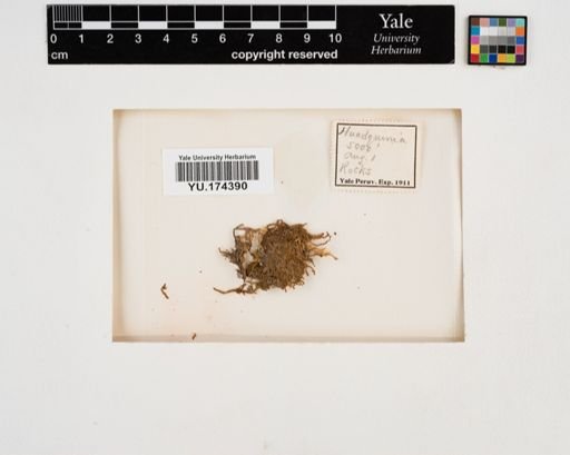 Plantae