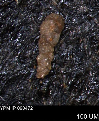 Verneuilinoides hectori