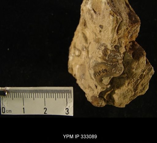 undet. Gastropoda