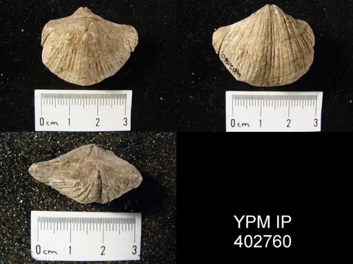 Spirifer cameratus