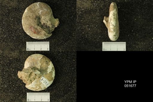 Hoploscaphites nicolletii