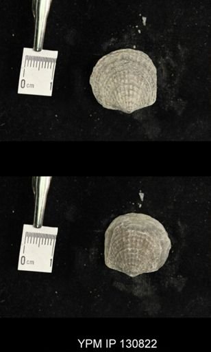 Spinatrypa spinosa