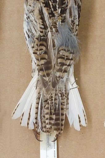 Sturnella neglecta