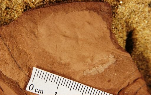 Populus cedrusensis