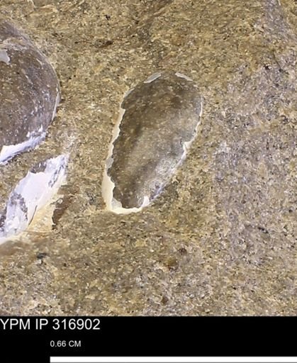 Phelopteria