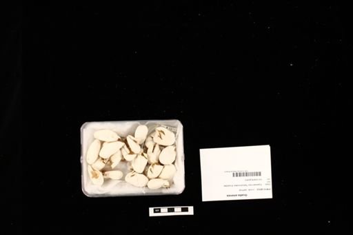 Ocadia sinensis