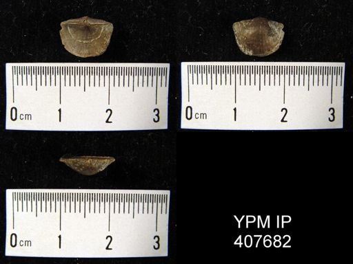 Plectambonites transversalis